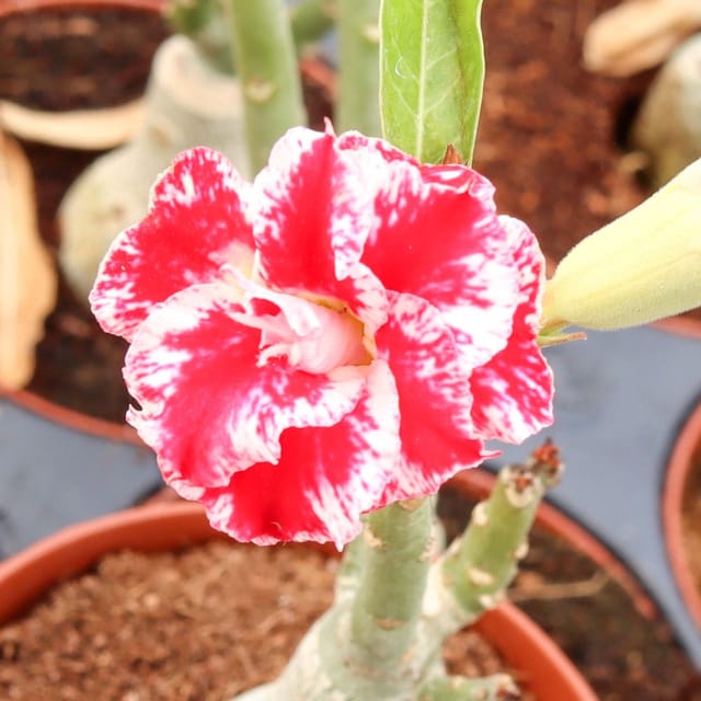Hybrid Rosey Variety Adenium Obesum Desert Rose Grafted Flowers Plant-P6 - The Nursery Live Hybrid Rosey Variety Adenium Obesum Desert Rose Grafted Flowers Plant-P6 - The Nursery Live