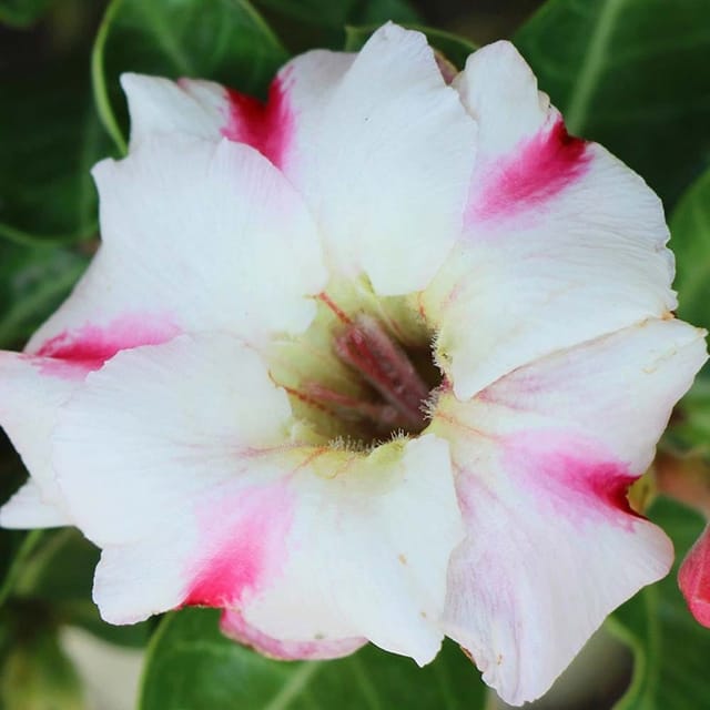 Rosey Variety Adenium  Obesum Desert Rose Grafted Flowers Plant -P11 - The Nursery Live