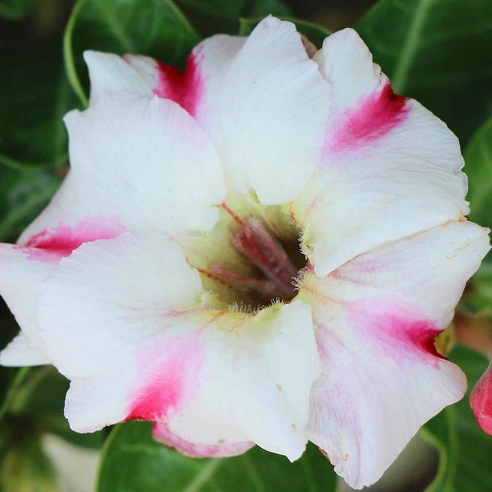 Rosey Variety Adenium  Obesum Desert Rose Grafted Flowers Plant -P11 - The Nursery Live