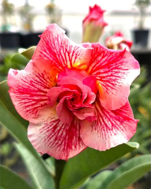 Rosey Variety Adenium Obesum Desert Rose Grafted Flowers Plant- P12 - The Nursery Live
