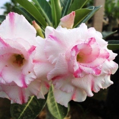 Hybrid Rosey Variety Adenium  Obesum Desert Rose Grafted Flowers Plant- P14 - The Nursery Live