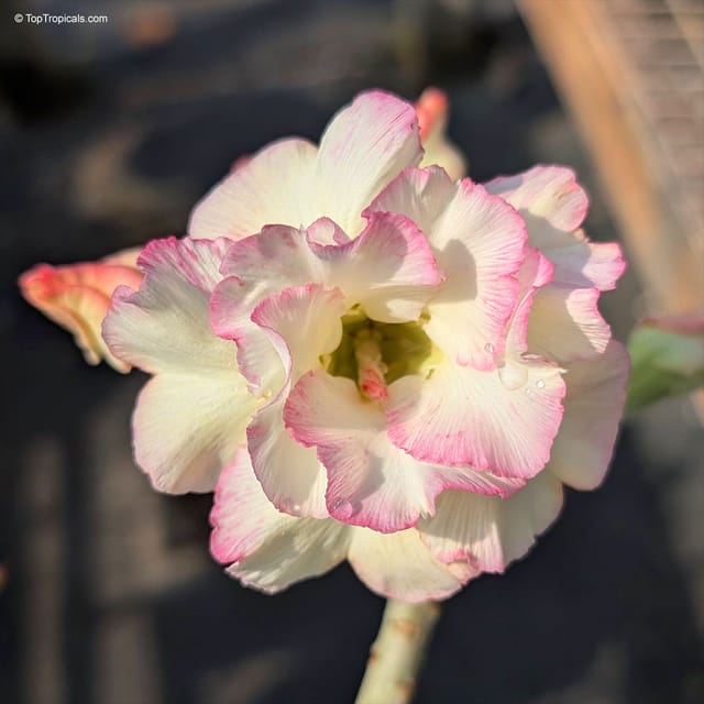Rosey Variety Adenium Obesum Desert Rose Grafted Flowers Plant -P26 - The Nursery Live Rosey Variety Adenium Obesum Desert Rose Grafted Flowers Plant -P26 - The Nursery Live