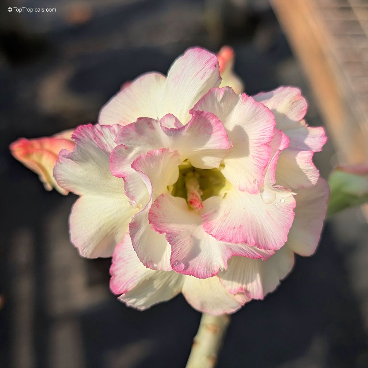Rosey Variety Adenium Obesum Desert Rose Grafted Flowers Plant -P26 - The Nursery Live