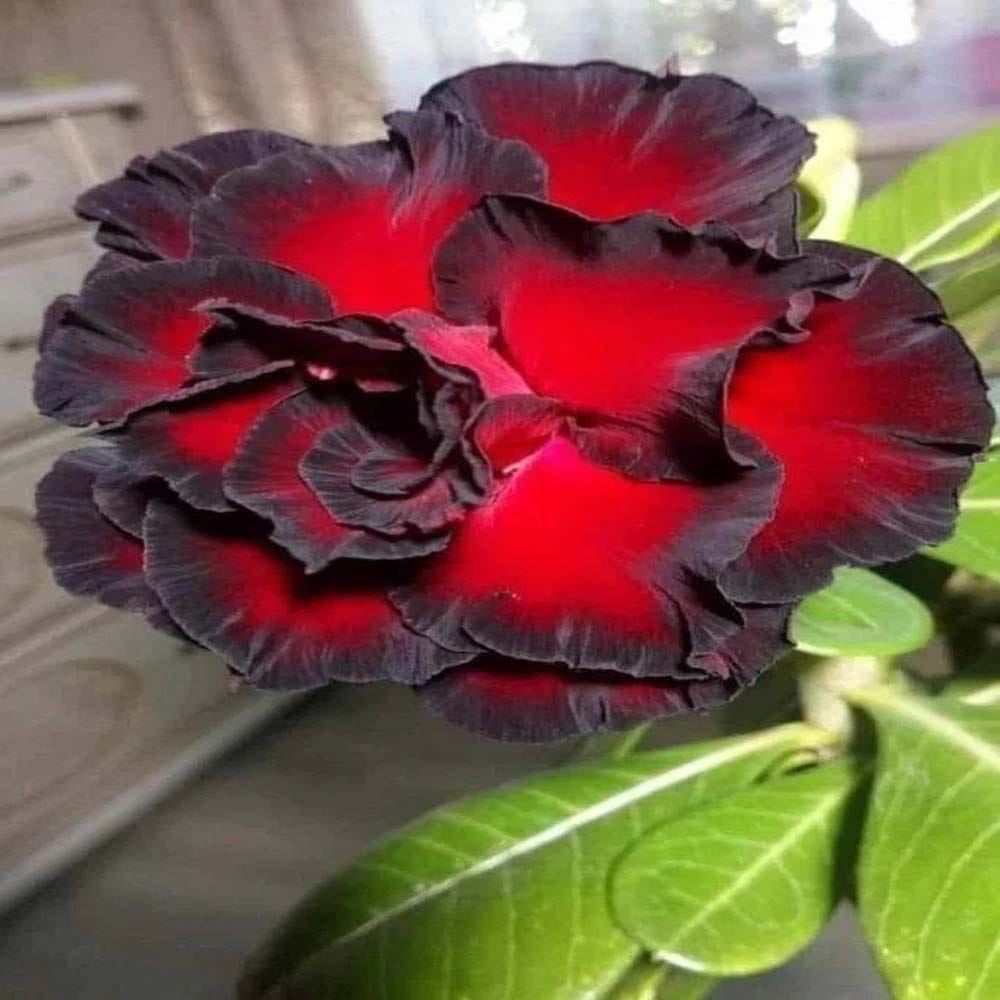 Hybrid Rosey Variety Adenium Obesum Desert Rose Grafted Flowers Plant -P27 - The Nursery Live