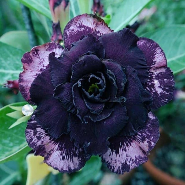 Rosey Variety Adenium  Obesum Desert Rose Grafted Flowers Plant-P28 - The Nursery Live