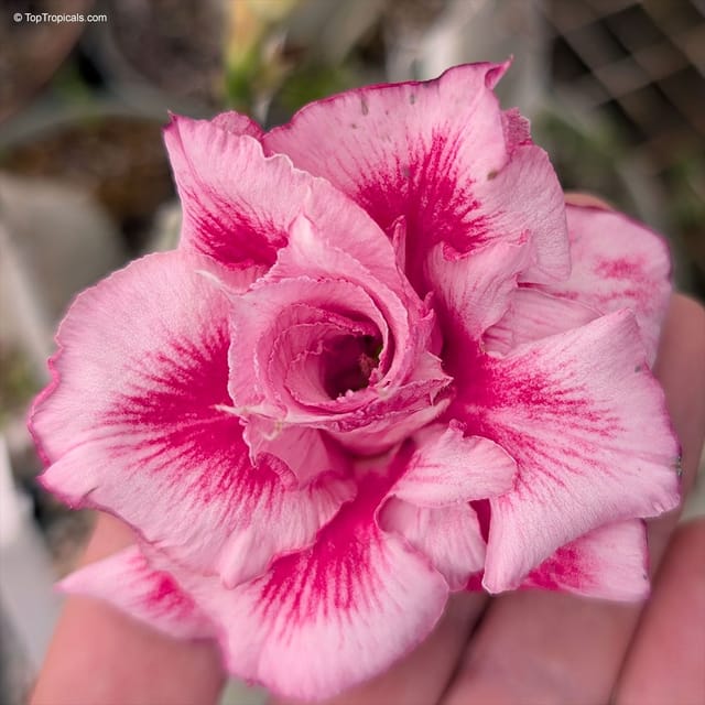 Rosey Variety Adenium  Obesum Desert Rose Grafted Flowers Plant-P30 - The Nursery Live