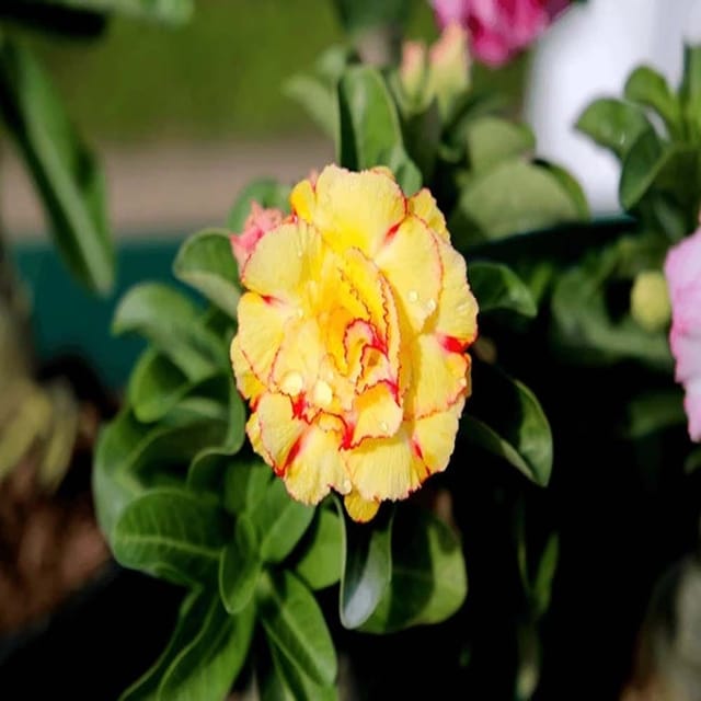 Rosey Variety Adenium  Obesum Desert Rose Grafted Flowers Plant -P31 - The Nursery Live