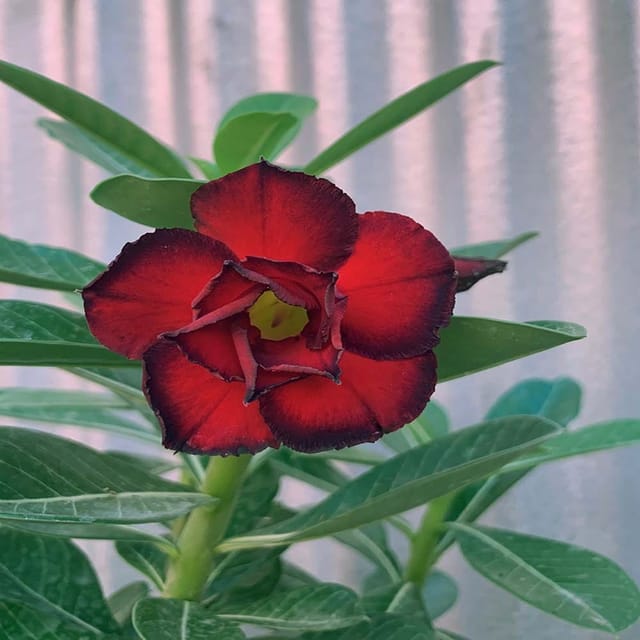 Hybrid Rose Variety Adenium  Obesum Desert Rose Grafted Flowers Plant -P33 - The Nursery Live