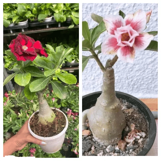 Adenium Obesum Desert Rose Grafted Flowers Plant (pack of 2) - The Nursery Live