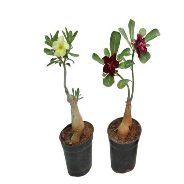 Adenium Obesum Desert Rose Grafted Flowers Plant (pack of 2) - The Nursery Live
