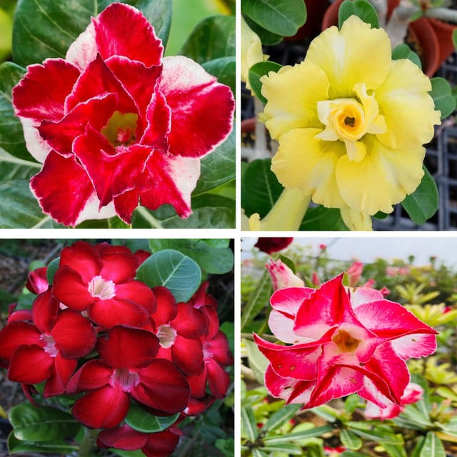 Adenium Obesum Desert Rose Grafted Flowers Plant (pack of 4) - The Nursery Live