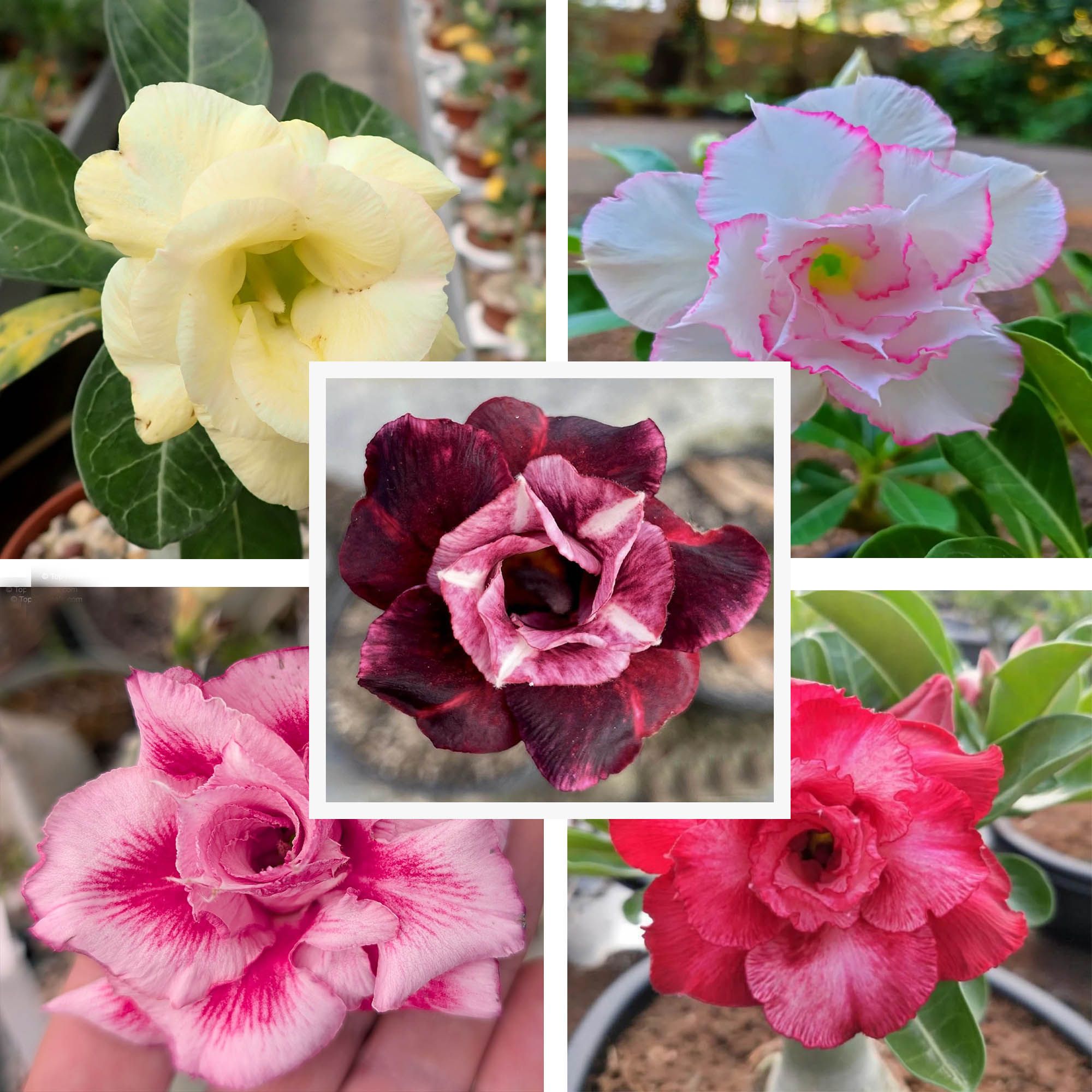 Adenium Obesum Desert Rose Grafted Flowers Plant (pack of 5) - The Nursery Live