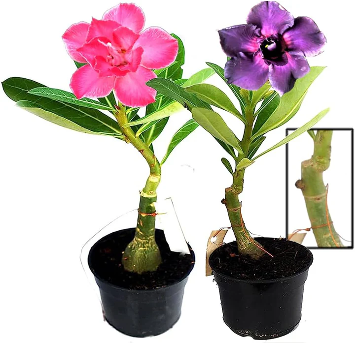 Adenium Obesum Desert Rose Grafted Flowers Plant (pack of 2) - The Nursery Live