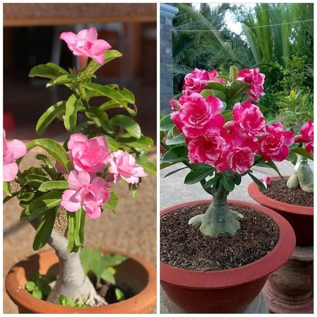 Adenium Obesum Desert Rose Grafted Flowers Plant (pack of 2) - The Nursery Live