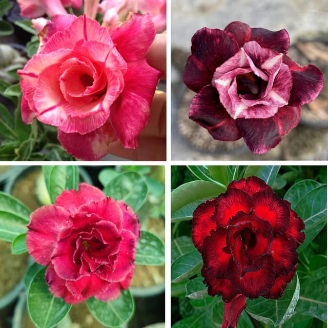 Adenium Obesum Desert Rose Grafted Flowers Plant (pack of 4) - The Nursery Live Adenium Obesum Desert Rose Grafted Flowers Plant (pack of 4) - The Nursery Live