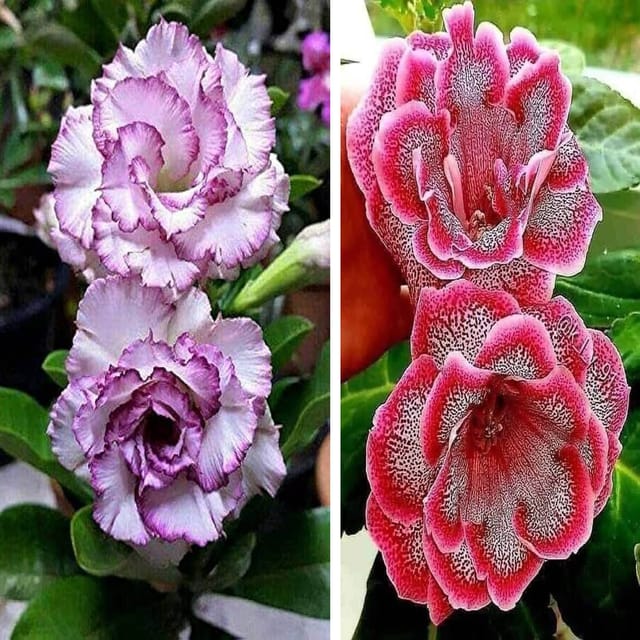 Adenium  Obesum Desert Rose Grafted Flowers Plant (pack of 2) - The Nursery Live