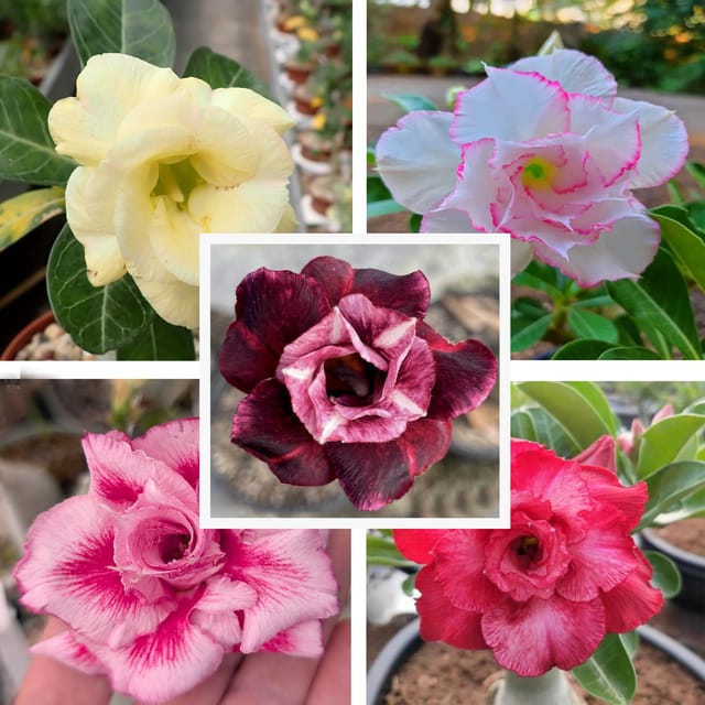 Adenium  Obesum Desert Rose Grafted Flowers Plant (pack of 5) - The Nursery Live
