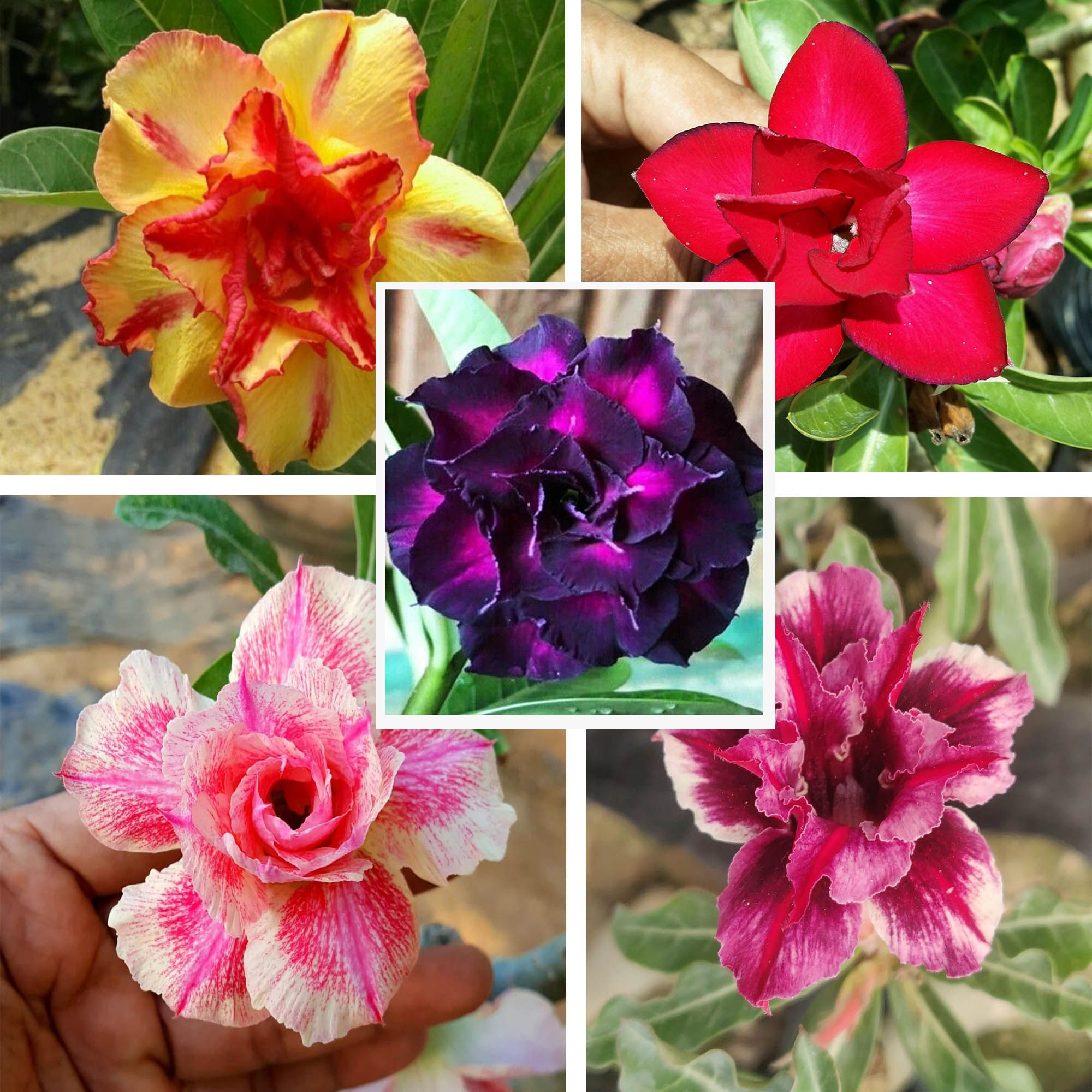 Adenium  Obesum Desert Rose Grafted Flowers Plant (pack of 5) - The Nursery Live