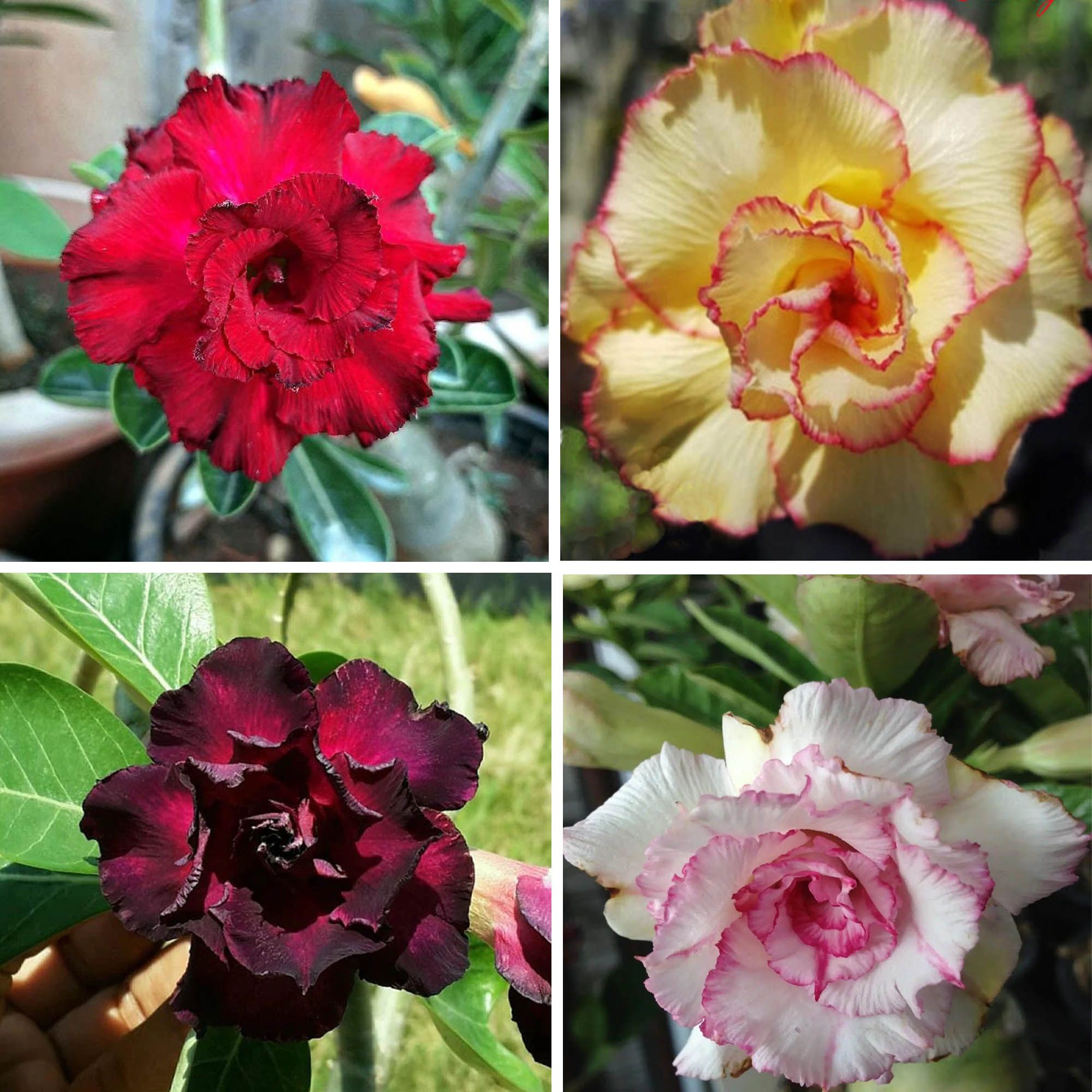 Adenium  Obesum Desert Rose Grafted Flowers Plant (pack of 4) - The Nursery Live