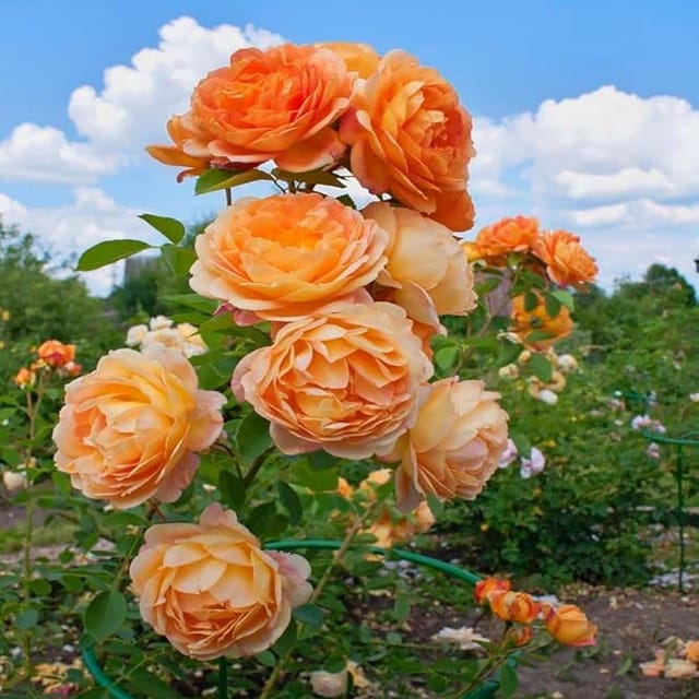 Soft Peach Rose Fragrant Flower Plant (1-2 Feet Height) - The Nursery Live