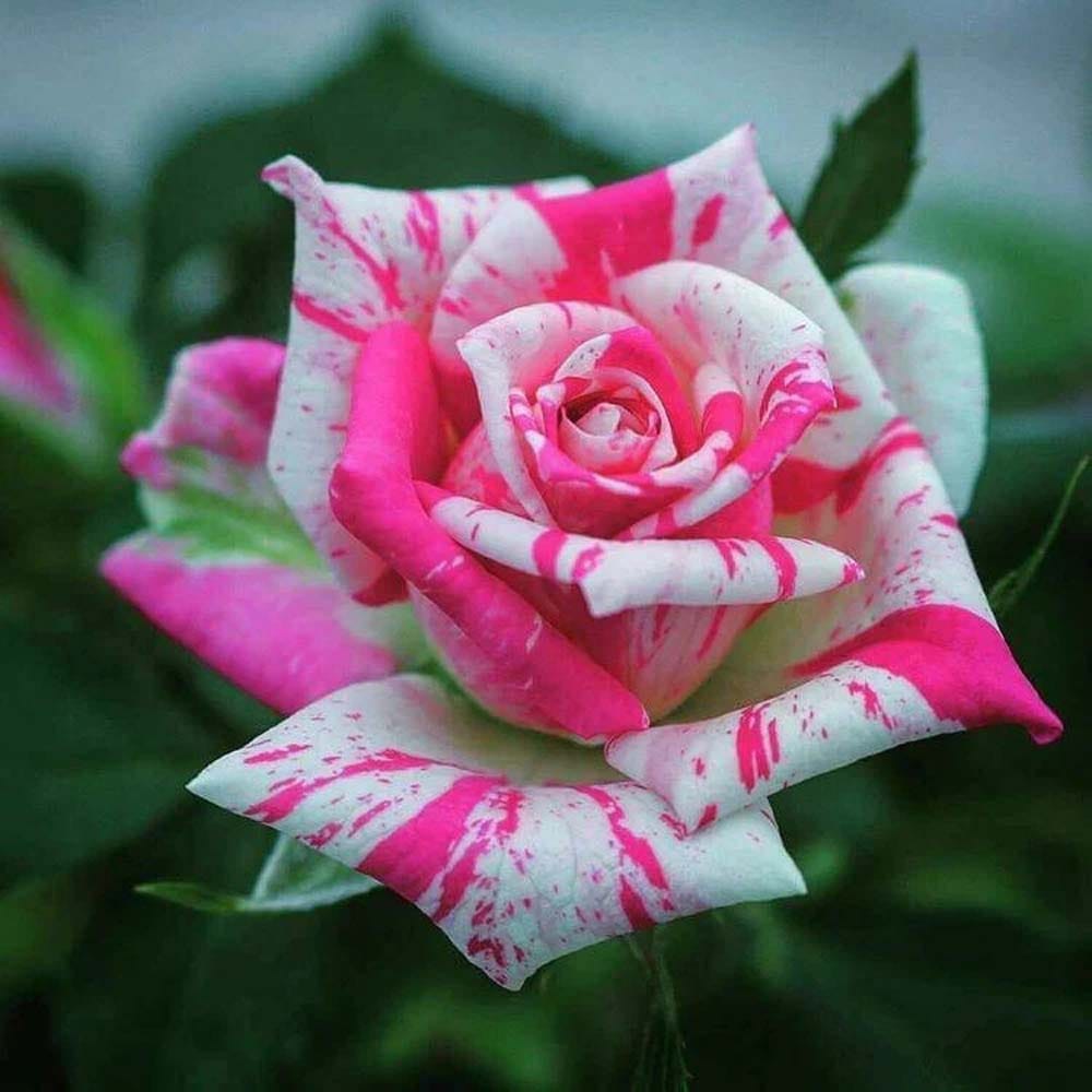 Bi-Color Rose Fragrant Flower Plant (1-2 Feet Height) - The Nursery Live