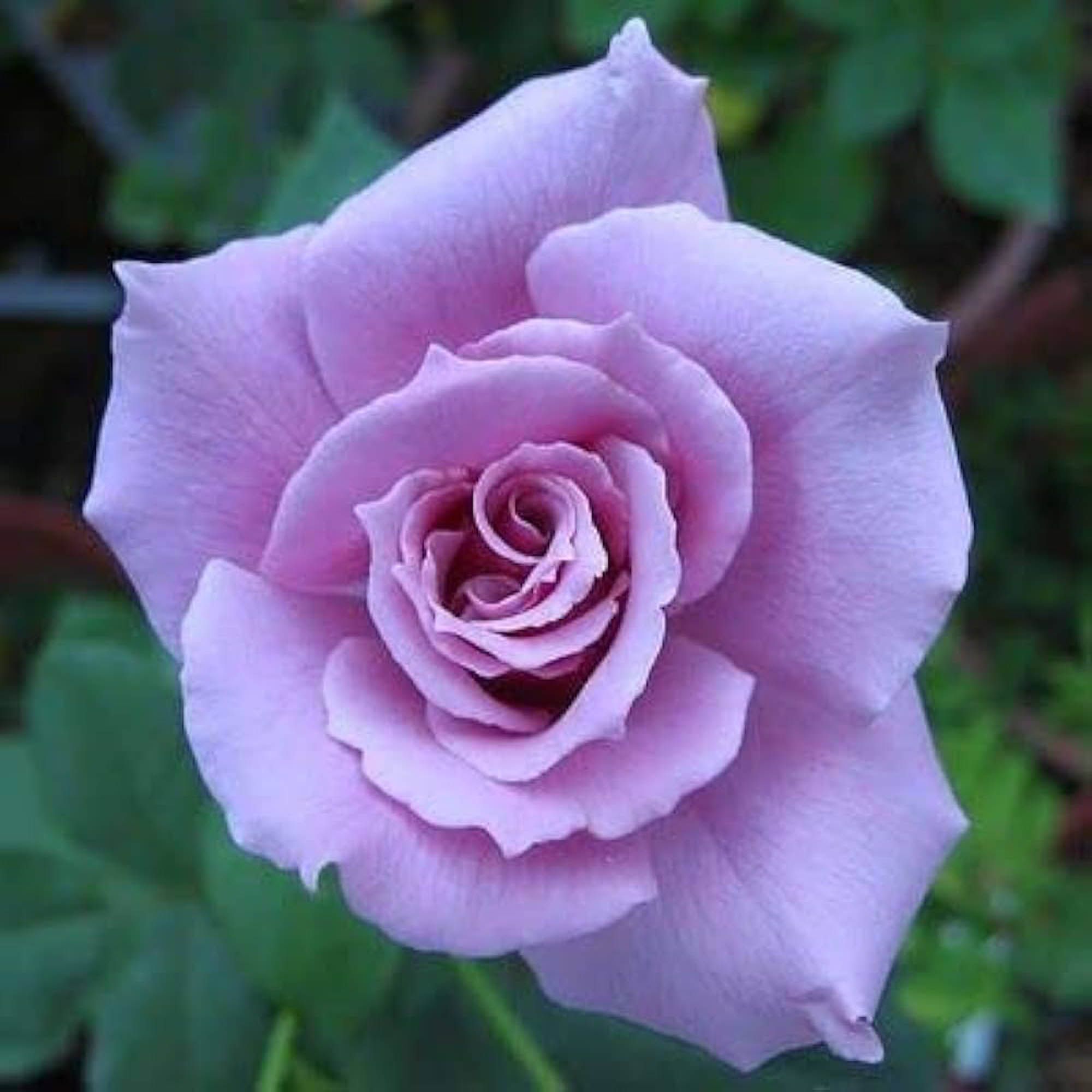 Blue Moon Rose Fragrant Flower Plant (1-2 Feet Height) - The Nursery Live