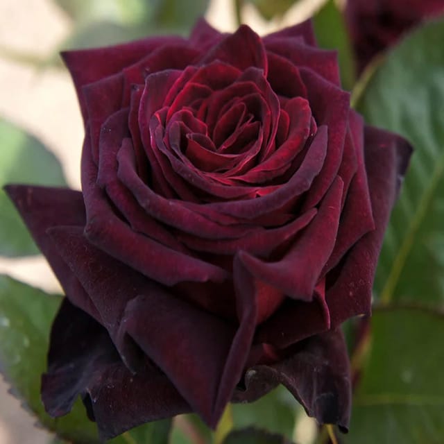 Deep Red Rose Fragrant Flower Plant (1-2 Feet Height) - The Nursery Live Deep Red Rose Fragrant Flower Plant (1-2 Feet Height) - The Nursery Live