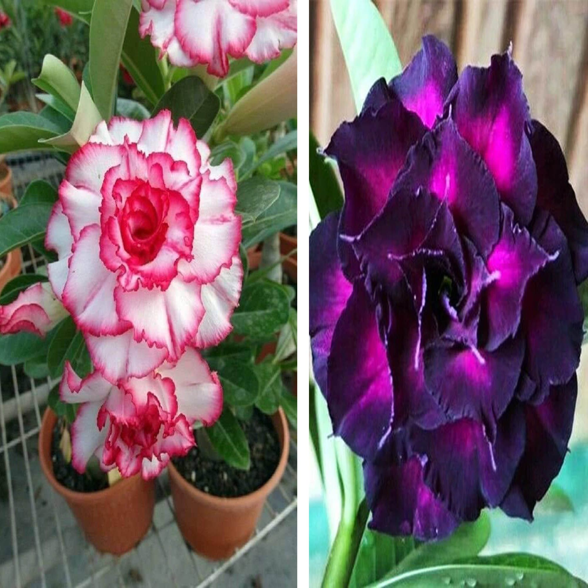 Adenium Obesum Desert Rose Grafted Flowers Plant (pack of 2) - The Nursery Live