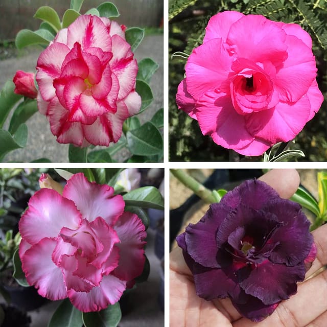Adenium Obesum Desert Rose Grafted Flowers Plant (pack of 4) - The Nursery Live