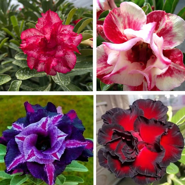 Adenium Obesum Desert Rose Grafted Flowers Plant (pack of 4) - The Nursery Live