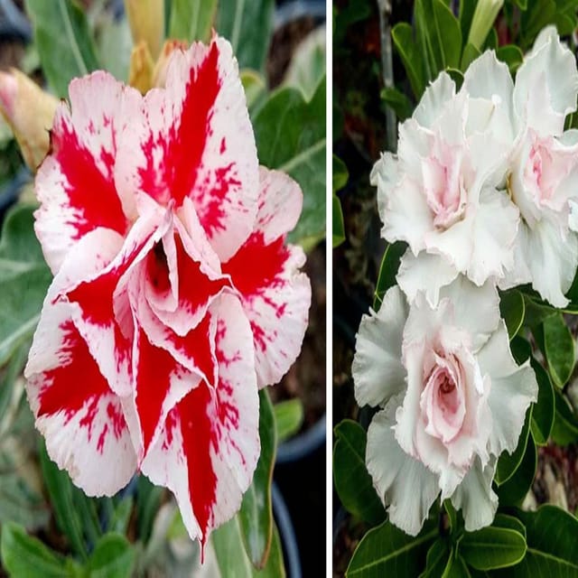 Adenium Obesum Desert Rose Grafted Flowers Plant (pack of 2) - The Nursery Live