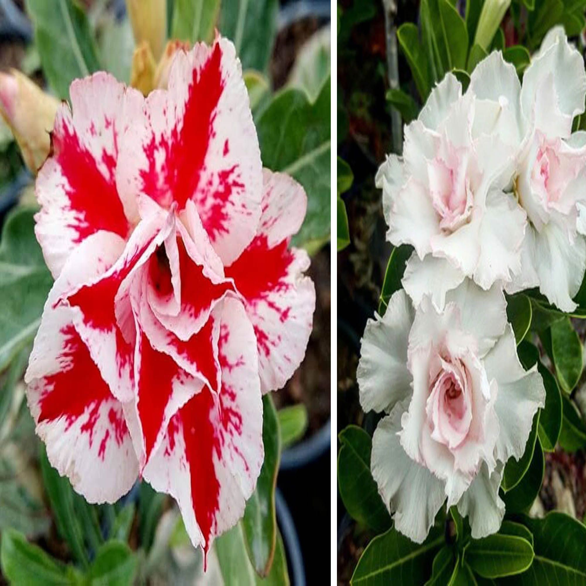 Adenium Obesum Desert Rose Grafted Flowers Plant (pack of 2) - The Nursery Live