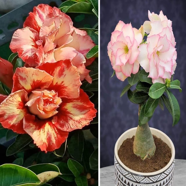 Adenium  Obesum Desert Rose Grafted Flowers Plant (pack of 2) - The Nursery Live