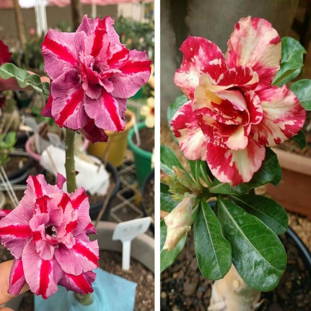 Adenium  Obesum Desert Rose Grafted Flowers Plant (pack of 2) - The Nursery Live