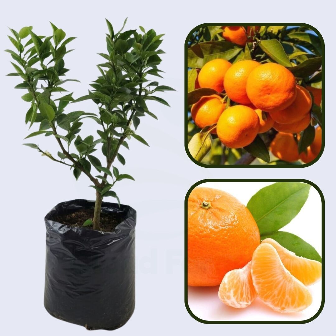 Brown Select Satsuma Orange Grafted Healthy Fruit Plant