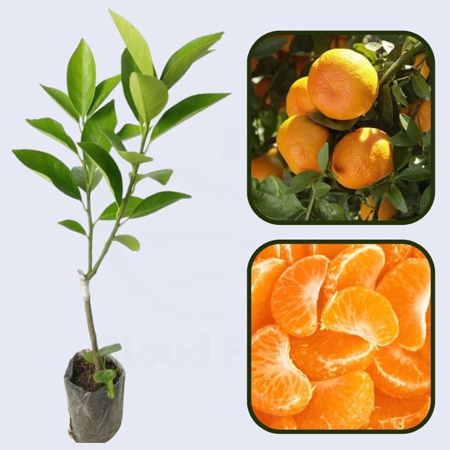 Bruno Clementine Orange Grafted Healthy Fruit Plant