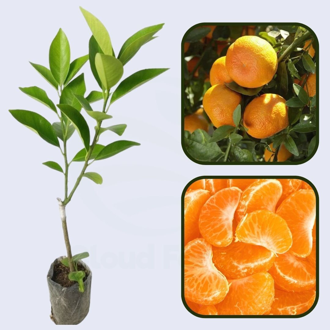 Bruno Clementine Orange Grafted Healthy Fruit Plant