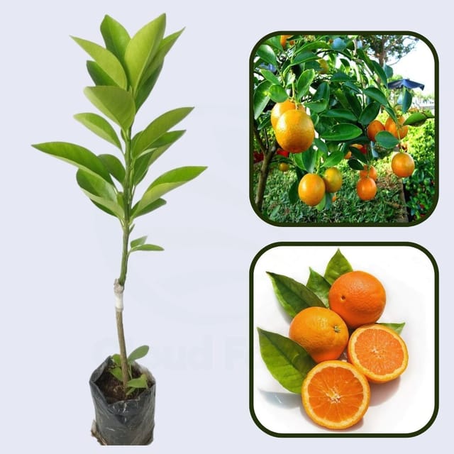 Capola Clementine Orange Grafted Healthy Fruit Plant