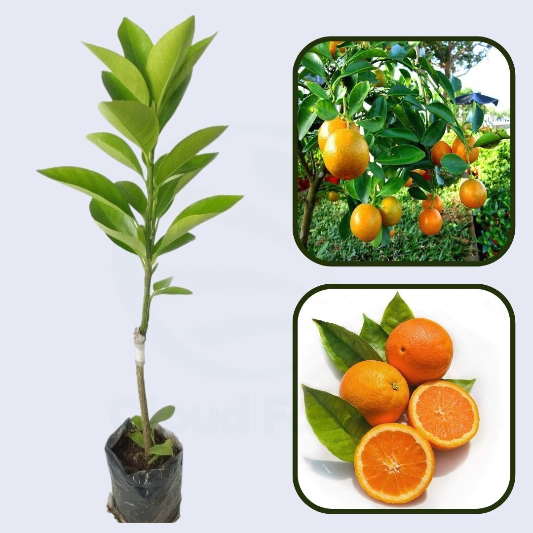 Capola Clementine Orange Grafted Healthy Fruit Plant