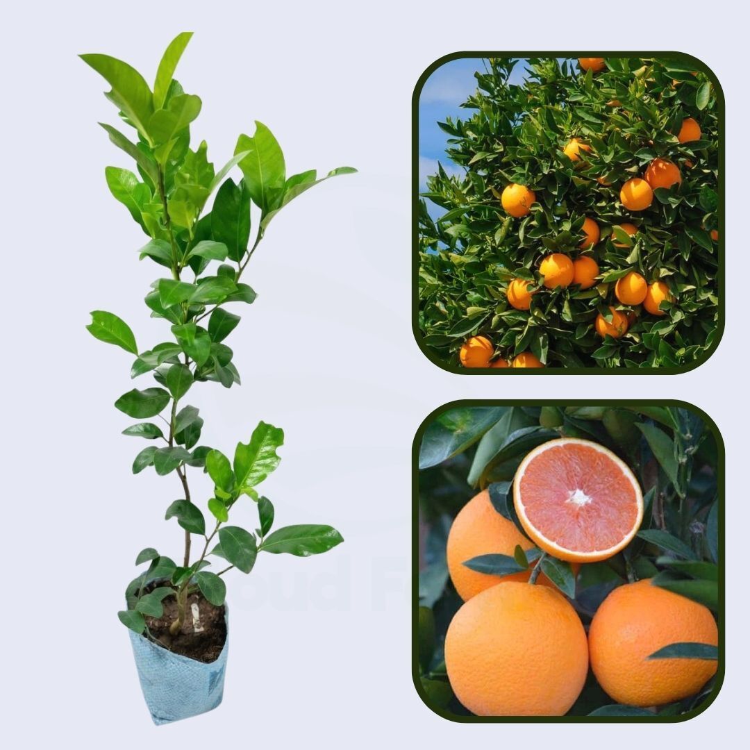 Cara Cara Navel Orange Grafted Healthy Fruit Plant
