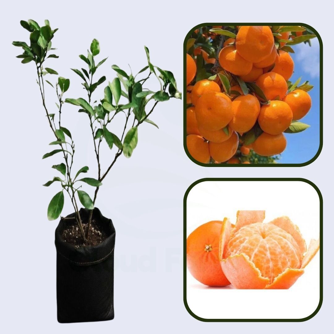 Central India Mandarin Orange Grafted Healthy Fruit Plant