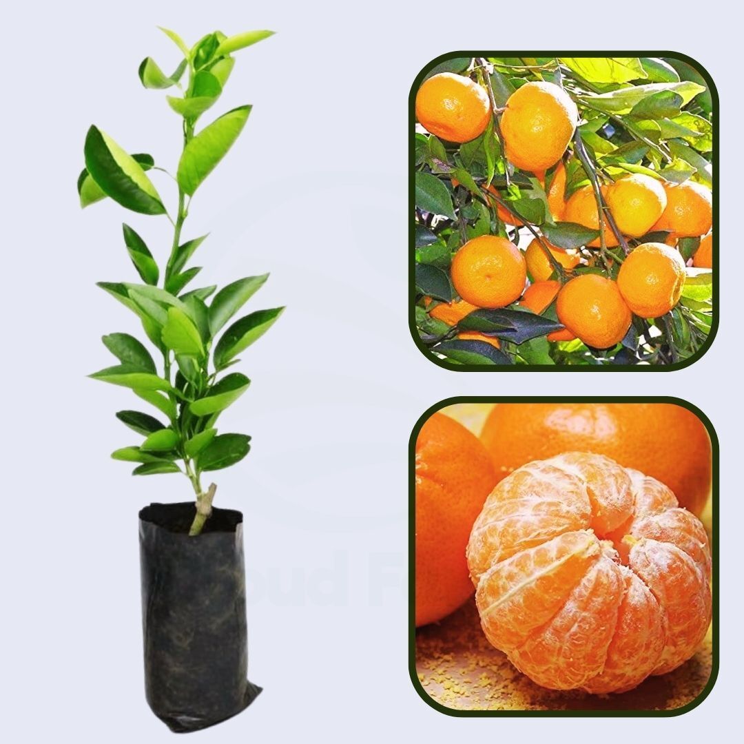 Central India Sweet Orange Grafted Healthy Fruit Plant