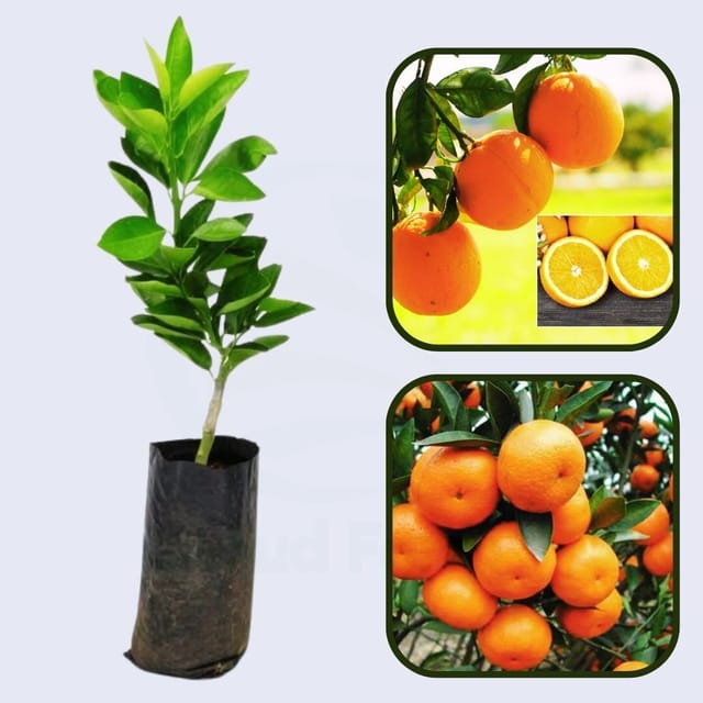 China Satsuma Orange Grafted Healthy Fruit Plant