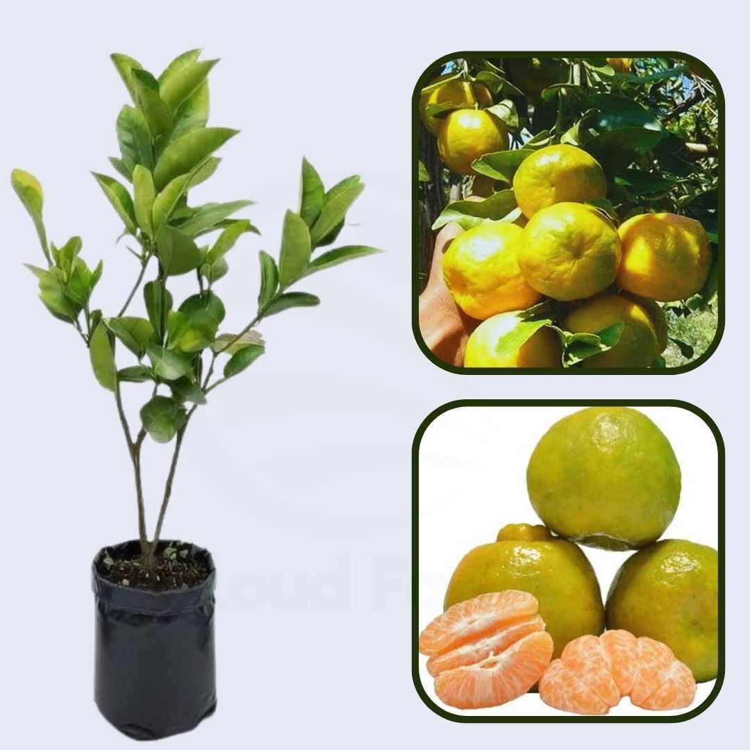 Citrus Aura Gold Orange Grafted Healthy Fruit Plant