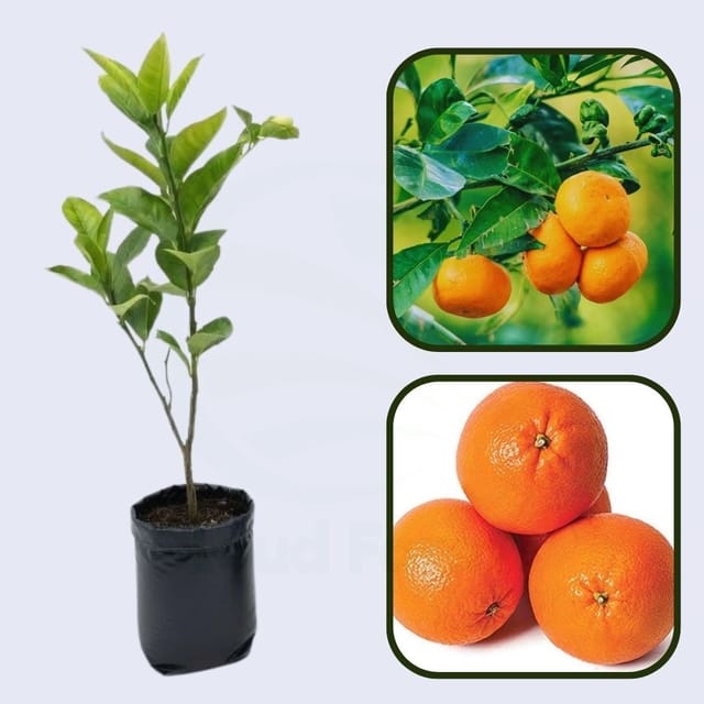 Citrus Aura Mandarin Orange Grafted Healthy Fruit Plant
