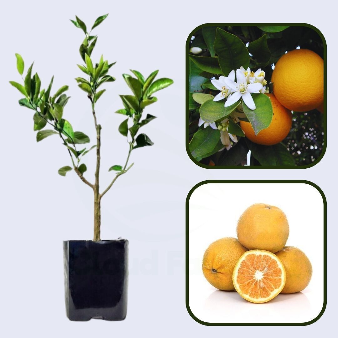 Citrus Aura Sweet Orange Grafted Healthy Fruit Plant