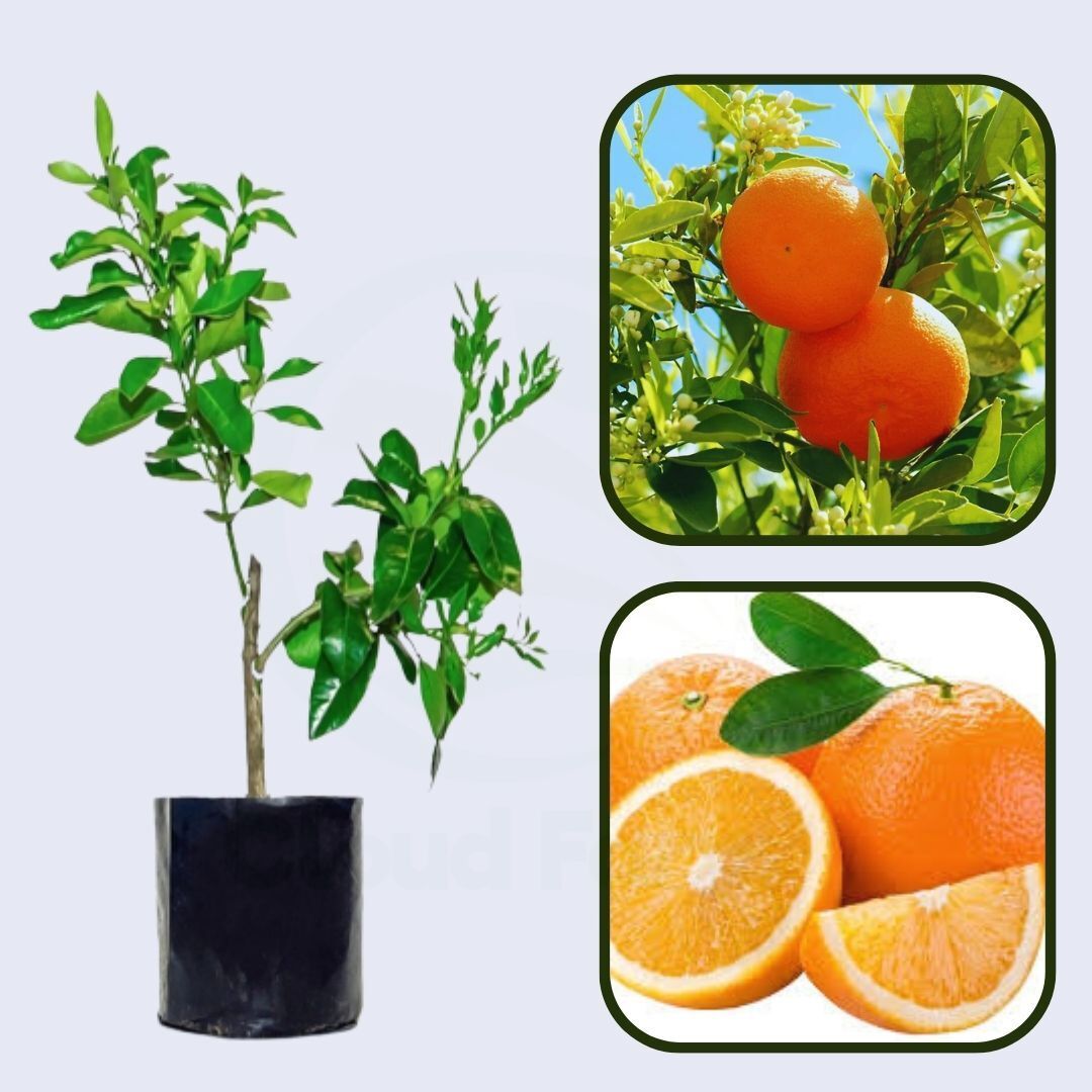 Citrus Aurora Sweet Orange Grafted Healthy Fruit Plant