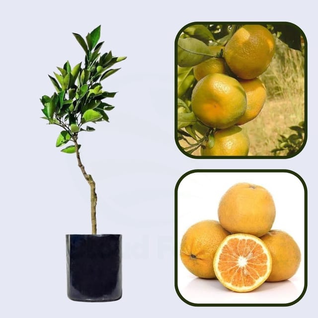 Citrus Bloom Sweet Orange Grafted Healthy Fruit Plant