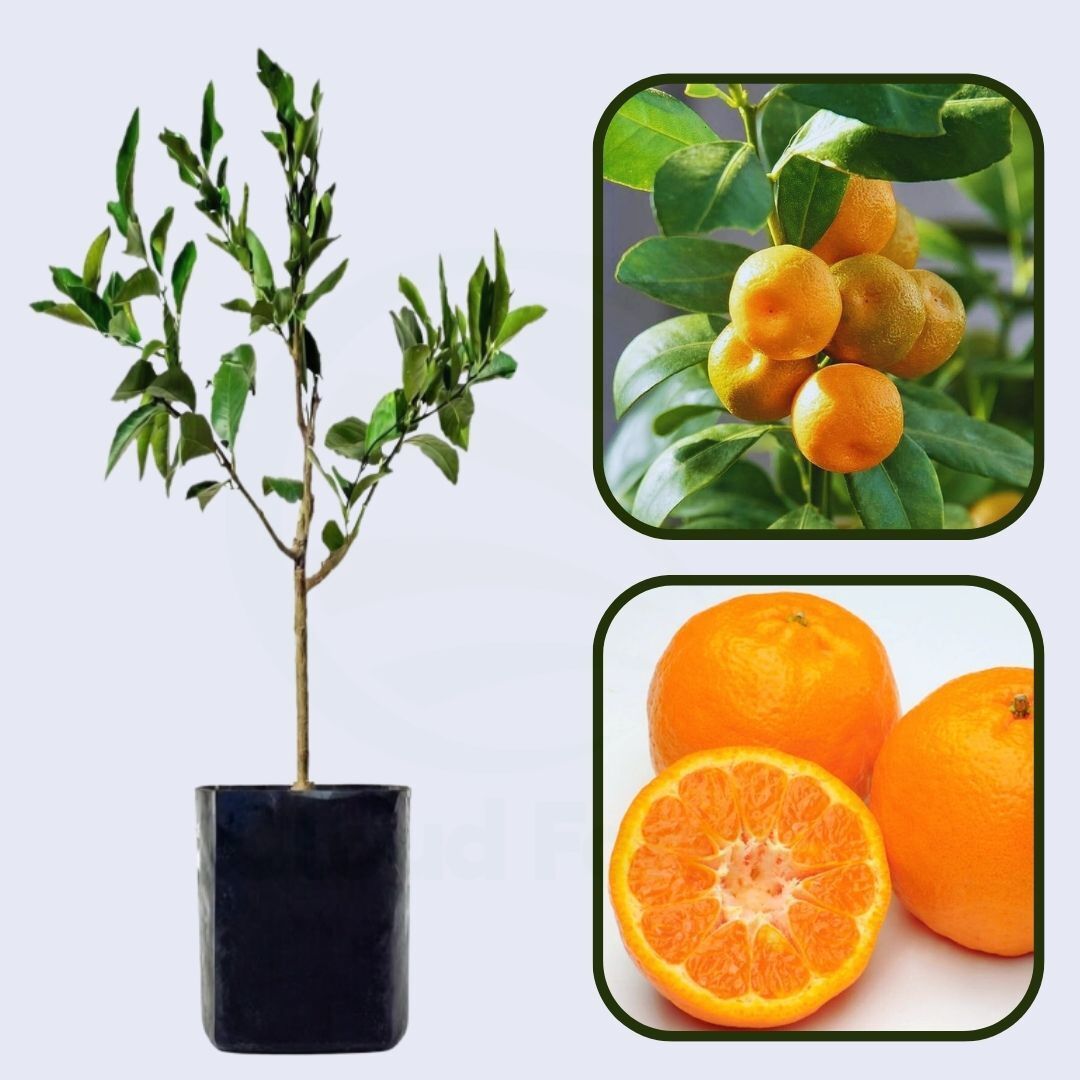 Citrus Blossom Gold Orange Grafted Healthy Fruit Plant