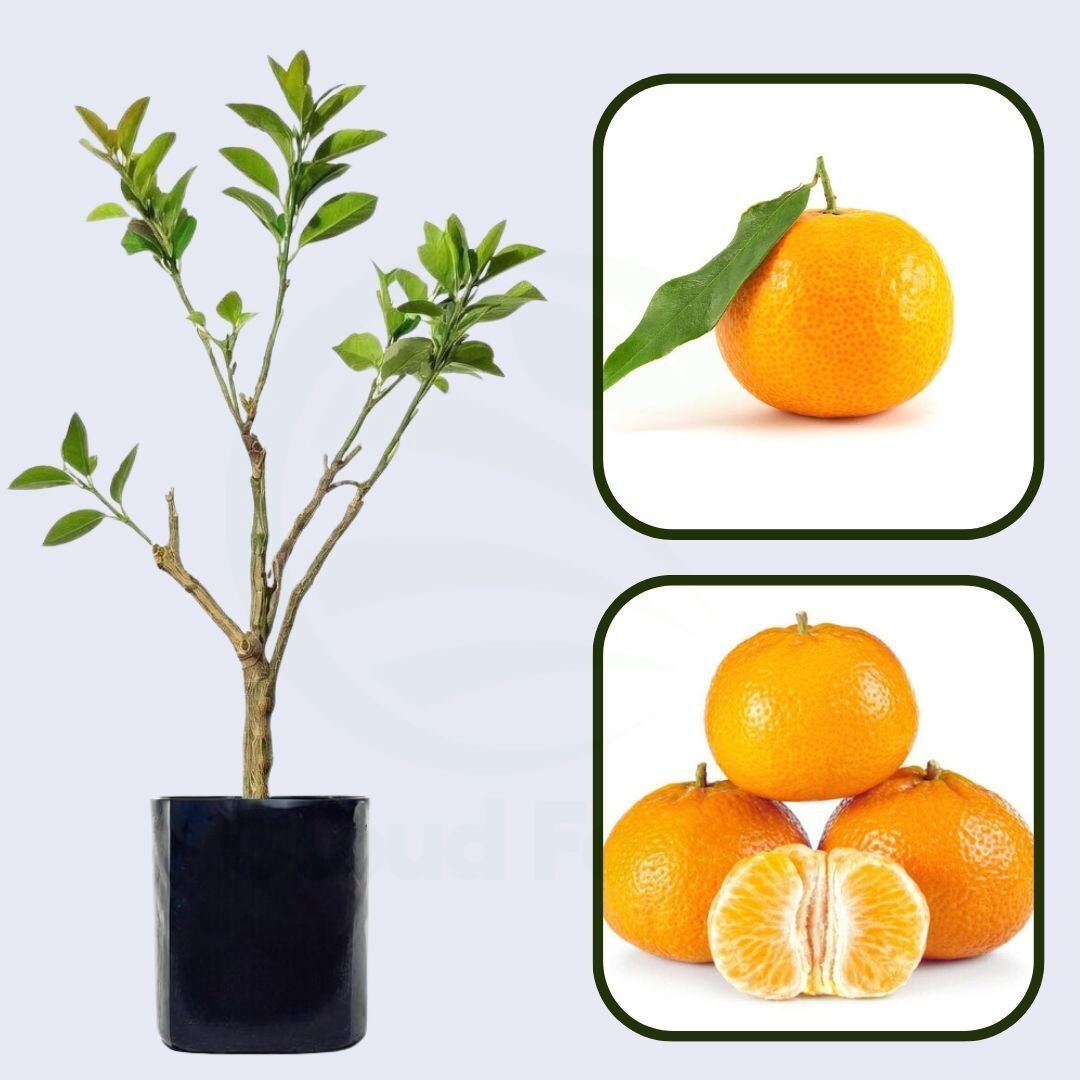 Citrus Blossom Mandarin Orange Grafted Healthy Fruit Plant